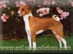basenji_20211128_1549322946